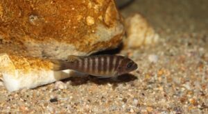 Metriaclima fainzilbergi 'Puulu'